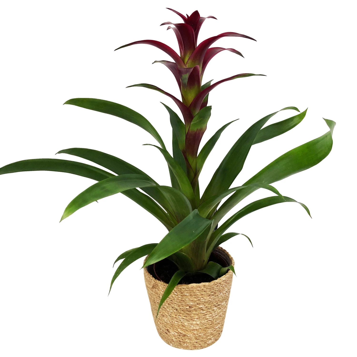 Guzmania 'Indian Night', Lila, Topf-Ø 12 Cm, Mit Korb Maki, Höhe Ca. 50 Cm 3 Guzmania 'Indian Night', Lila, Topf-Ø 12 Cm, Mit Korb Maki, Höhe Ca. 50 Cm