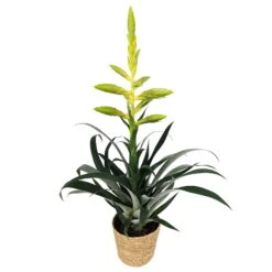 Tillandsia Oerstediana, Topf-Ø 12 Cm, Mit Korb Maki, Höhe Ca. 50 Cm -LECHUZA || Wagner Verkaufsgeschäft 0210750713 Tillandsia oerstediana im Dekokorb 1