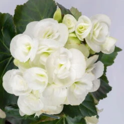 Elatior-Begonie, Topf-Ø 14 Cm, Weiß, Höhe Ca. 20-27 Cm, 4er-Set -LECHUZA || Wagner Verkaufsgeschäft 0210900295 Begonia Elatior T14 weiss 4er Set 42