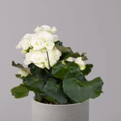 Elatior-Begonie, Topf-Ø 14 Cm, Weiß, Höhe Ca. 20-27 Cm, 4er-Set -LECHUZA || Wagner Verkaufsgeschäft 0210900295 Begonia Elatior weiss 32