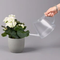 Elatior-Begonie, Topf-Ø 14 Cm, Weiß, Höhe Ca. 20-27 Cm, 4er-Set -LECHUZA || Wagner Verkaufsgeschäft 0210900295 Begonia Elatior weiss 42