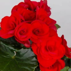 Elatior-Begonie, Topf-Ø 14 Cm, Rot, Höhe Ca. 20-27 Cm, 4er-Set -LECHUZA || Wagner Verkaufsgeschäft 0210900297 Begonia Elatior T14 rot 4er Set 42