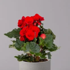 Elatior-Begonie, Topf-Ø 14 Cm, Rot, Höhe Ca. 20-27 Cm, 4er-Set -LECHUZA || Wagner Verkaufsgeschäft 0210900297 Begonia Elatior rot 32