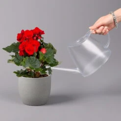 Elatior-Begonie, Topf-Ø 14 Cm, Rot, Höhe Ca. 20-27 Cm, 4er-Set -LECHUZA || Wagner Verkaufsgeschäft 0210900297 Begonia Elatior rot 42