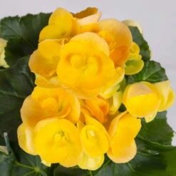 Elatior-Begonie, Topf-Ø 14 Cm, Gelb & Orange, Höhe Ca. 20-27 Cm, 4er-Set -LECHUZA || Wagner Verkaufsgeschäft 0210900301 Begonia Elatior gelb orange 2