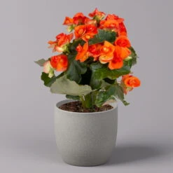 Elatior-Begonie, Topf-Ø 14 Cm, Gelb & Orange, Höhe Ca. 20-27 Cm, 4er-Set -LECHUZA || Wagner Verkaufsgeschäft 0210900301 Begonia Elatior gelb orange 3
