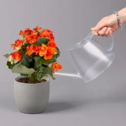 Elatior-Begonie, Topf-Ø 14 Cm, Gelb & Orange, Höhe Ca. 20-27 Cm, 4er-Set -LECHUZA || Wagner Verkaufsgeschäft 0210900301 Begonia Elatior gelb orange 4
