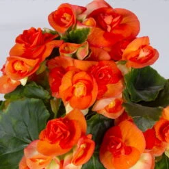 Elatior-Begonie, Topf-Ø 14 Cm, Gelb & Orange, Höhe Ca. 20-27 Cm, 4er-Set -LECHUZA || Wagner Verkaufsgeschäft 0210900301 Begonia Elatior gelb orange 5