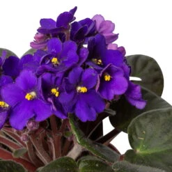 Usambaraveilchen, Dunkelblau, Topf-Ø 12 Cm, 6er-Set 11 Usambaraveilchen, Dunkelblau, Topf-Ø 12 Cm, 6er-Set -LECHUZA || Wagner Verkaufsgeschäft 0210950102 0210950107 Saintpaulia blau T12cm 6er Set 1 116378