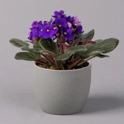 Usambaraveilchen, Dunkelblau, Topf-Ø 12 Cm, 6er-Set 10 Usambaraveilchen, Dunkelblau, Topf-Ø 12 Cm, 6er-Set -LECHUZA || Wagner Verkaufsgeschäft 0210950102 Saintpaulia blau T12cm H20cm 6erSet1 116376