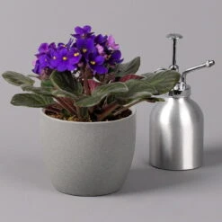 Titelseite 29 Titelseite -LECHUZA || Wagner Verkaufsgeschäft 0210950102 Saintpaulia blau T12cm H20cm 6erSet2 116375