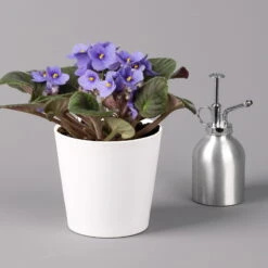 Usambaraveilchen In Keramiktopf Dallas Weiß, Hellblau, Topf-Ø 12 Cm, 3er-Set -LECHUZA || Wagner Verkaufsgeschäft 0210950108 Saintpaulia hellblau in Topf Dallas weiss H20cm T14cm 3erSet1 116528