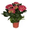 Hortensie, Rot, Topf-Ø 13 Cm, Höhe Ca. 30 Cm -LECHUZA || Wagner Verkaufsgeschäft 0211200065 Hydrangea marcro rot 4 6 Dolden 1