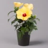 Hibiskus, Gelb, Mit Keramiktopf Dallas Anthrazit, Topf-Ø 13 Cm, Höhe 35 Cm -LECHUZA || Wagner Verkaufsgeschäft 0213100224 Hibiscus gelb mit Topf Dallas anthrazit 1