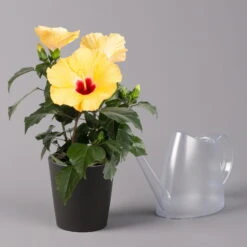 Hibiskus, Gelb, Mit Keramiktopf Dallas Anthrazit, Topf-Ø 13 Cm, Höhe 35 Cm -LECHUZA || Wagner Verkaufsgeschäft 0213100224 Hibiscus gelb mit Topf Dallas anthrazit 3