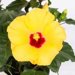 Hibiskus, Gelb, Mit Keramiktopf Dallas Anthrazit, Topf-Ø 13 Cm, Höhe 35 Cm -LECHUZA || Wagner Verkaufsgeschäft 0213100224 Hibiscus gelb mit Topf Dallas anthrazit 4