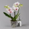 Phalaenopsis 'Spirit' Weiß Gesprenkelt, 2 Rispen, Topf-Ø 12 Cm, Höhe Ca. 50 Cm 2 Phalaenopsis 'Spirit' Weiß Gesprenkelt, 2 Rispen, Topf-Ø 12 Cm, Höhe Ca. 50 Cm -LECHUZA || Wagner Verkaufsgeschäft 0215152574 phalaenopsis spirit white special 1 122934