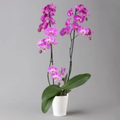 Schmetterlingsorchidee, Inkl. Keramiktopf, Dunkelrosa, Topf-Ø 12cm, Höhe Ca 60cm