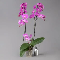 Schmetterlingsorchidee, Inkl. Keramiktopf, Dunkelrosa, Topf-Ø 12cm, Höhe Ca 60cm -LECHUZA || Wagner Verkaufsgeschäft 0215152694 midi dark pink merina 124013