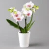 Schmetterlingsorchidee 'Spirit', Inkl. Keramiktopf, Gesprenkelt, Topf-Ø 12 Cm -LECHUZA || Wagner Verkaufsgeschäft 0215152696 phalaenopsis spirit white special 122719