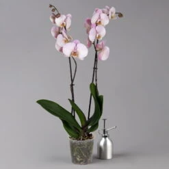 Phalaenopsis Hellrosa, 2 Rispen, Topf-Ø 12 Cm, Höhe Ca. 65 Cm