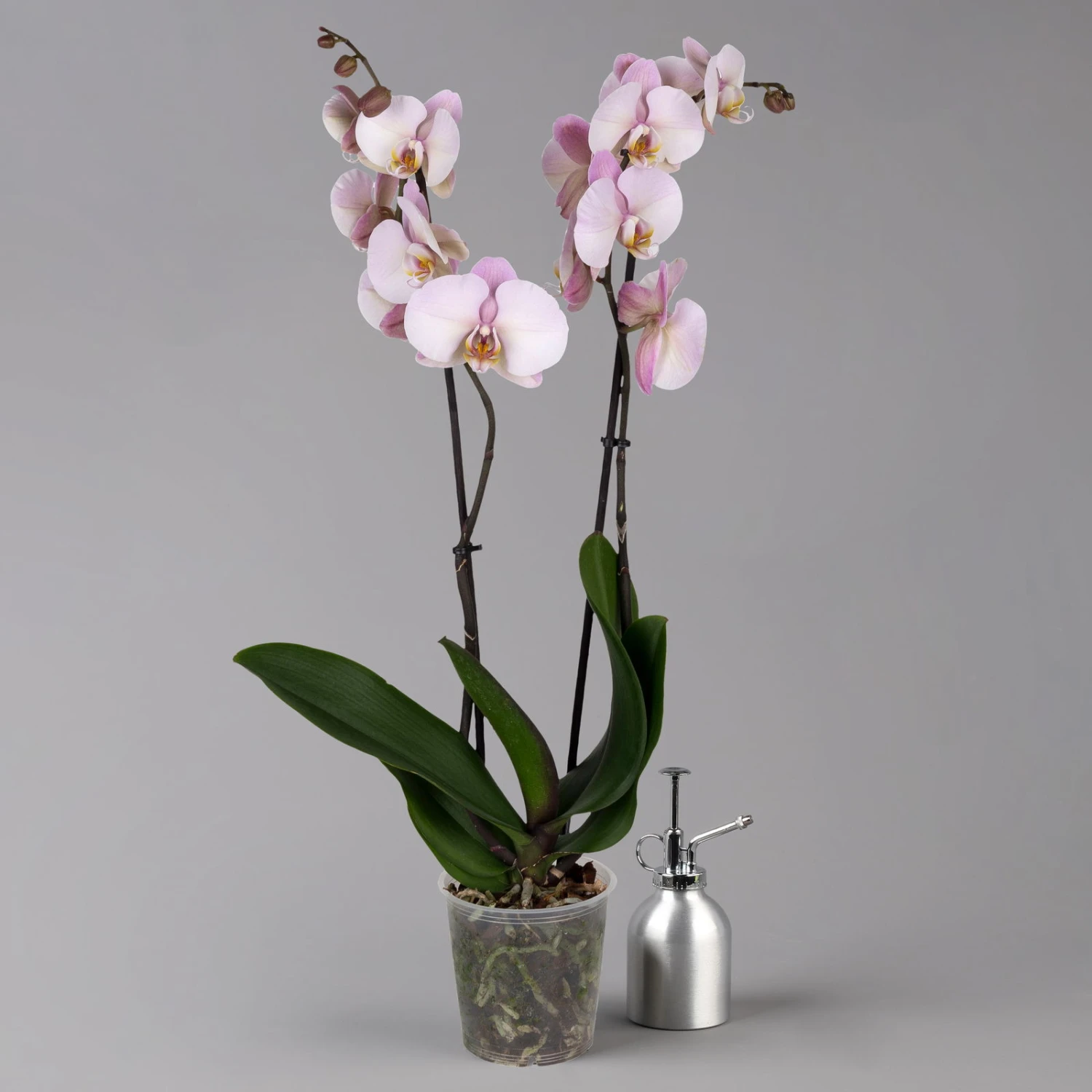Phalaenopsis Hellrosa, 2 Rispen, Topf-Ø 12 Cm, Höhe Ca. 65 Cm 3 Phalaenopsis Hellrosa, 2 Rispen, Topf-Ø 12 Cm, Höhe Ca. 65 Cm