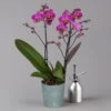 Phalaenopsis Lila, 2 Rispen, Topf-Ø 12 Cm, Höhe Ca. 50 Cm -LECHUZA || Wagner Verkaufsgeschäft 0215170671 phalaenopsis multi lila 1 122940