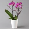 Schmetterlingsorchidee, Inkl. Keramiktopf, Lila, Topf-Ø 12 Cm, Höhe Ca. 50 Cm -LECHUZA || Wagner Verkaufsgeschäft 0215170800 phalaenopsis multi lila 122700