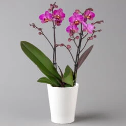 Schmetterlingsorchidee, Inkl. Keramiktopf, Lila, Topf-Ø 12 Cm, Höhe Ca. 50 Cm