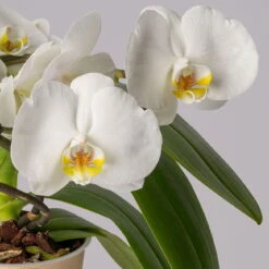 Schmetterlingsorchidee 'Muse', Weiß, Topf-Ø 12 Cm, Höhe Ca. 40 Cm -LECHUZA || Wagner Verkaufsgeschäft 0215250295 Phalaenopsis Muse weiss 13 117747