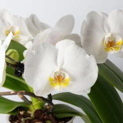 Schmetterlingsorchidee 'Muse', Weiß, Topf-Ø 12 Cm, Höhe Ca. 40 Cm -LECHUZA || Wagner Verkaufsgeschäft 0215250295 Phalaenopsis Muse weiss 2 117628