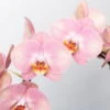 Schmetterlingsorchidee, Pink, Bogen, Topf-Ø 12 Cm, Höhe Ca. 45 Cm -LECHUZA || Wagner Verkaufsgeschäft 0215250519 Phalaenopsis Moon rosa T12 2 117183