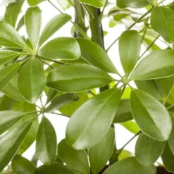 Schefflera Arboricola 'Nora', Topf-Ø 21 Cm, Höhe Ca. 55 Cm -LECHUZA || Wagner Verkaufsgeschäft 0220106951 Schefflera arbor Nora