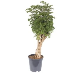 Polyscias Fruticosa 'Hawaiian Ming', Topf-Ø 12 Cm, Höhe Ca. 60 Cm