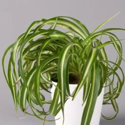 Grünlilie 'Bonnie' Mit Keramiktopf Dallas Weiß, Topf-Ø 12 Cm, 3er-Set -LECHUZA || Wagner Verkaufsgeschäft 0220108124 Chlorophyt Bonnie in Topf Dallas weiss 2