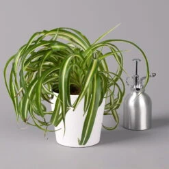 Grünlilie 'Bonnie' Mit Keramiktopf Dallas Weiß, Topf-Ø 12 Cm, 3er-Set -LECHUZA || Wagner Verkaufsgeschäft 0220108124 Chlorophyt Bonnie in Topf Dallas weiss 3