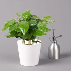 Kaffeestrauch Mit Keramiktopf Dallas Weiß, Topf-Ø 12cm, Höhe Ca. 25 Cm -LECHUZA || Wagner Verkaufsgeschäft 0220108255 Coffea arabica Dallas weiss 32