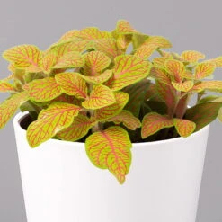 Fittonia 'Skeleton' Inkl. Keramiktopf Dallas Weiß, Topf-Ø 12 Cm, 2er-Set -LECHUZA || Wagner Verkaufsgeschäft 0220108258 Fittonia Skeleton Topf Dallas weiss 2