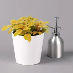 Fittonia 'Skeleton' Inkl. Keramiktopf Dallas Weiß, Topf-Ø 12 Cm, 2er-Set -LECHUZA || Wagner Verkaufsgeschäft 0220108258 Fittonia Skeleton Topf Dallas weiss 3