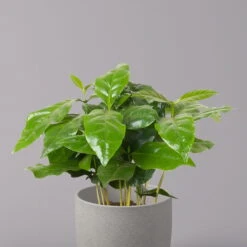 Kaffeepflanze, Topf-Ø 12 Cm, Höhe Ca. 25 Cm, 3er-Set -LECHUZA || Wagner Verkaufsgeschäft 0220108271 Coffea arabica 3er Set 32