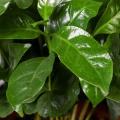 Kaffeepflanze, Topf-Ø 12 Cm, Höhe Ca. 25 Cm, 3er-Set -LECHUZA || Wagner Verkaufsgeschäft 0220108271 Coffea arabica T12 3er Set 12cmT H25cm22