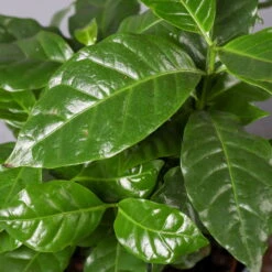 Kaffeepflanze, Topf-Ø 12 Cm, Höhe Ca. 25 Cm, 3er-Set -LECHUZA || Wagner Verkaufsgeschäft 0220108271 Coffea arabica T12 3er Set 12cmT H25cm32