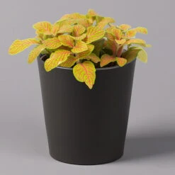 Fittonia 'Skeleton' Inkl. Keramiktopf Dallas Anthrazit, Topf-Ø 12 Cm, 3er-Set 11 Fittonia 'Skeleton' Inkl. Keramiktopf Dallas Anthrazit, Topf-Ø 12 Cm, 3er-Set -LECHUZA || Wagner Verkaufsgeschäft 0220108275 Fittonia Skeleton Topf Dallas anthrazit 1