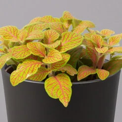 Fittonia 'Skeleton' Inkl. Keramiktopf Dallas Anthrazit, Topf-Ø 12 Cm, 3er-Set 12 Fittonia 'Skeleton' Inkl. Keramiktopf Dallas Anthrazit, Topf-Ø 12 Cm, 3er-Set -LECHUZA || Wagner Verkaufsgeschäft 0220108275 Fittonia Skeleton Topf Dallas anthrazit 2