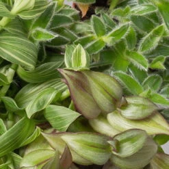 Dreimasterblume In Keramiktopf Weiß, Nach Verfügbarkeit, Topf-Ø 12 Cm, 3er-Set 13 Dreimasterblume In Keramiktopf Weiß, Nach Verfügbarkeit, Topf-Ø 12 Cm, 3er-Set -LECHUZA || Wagner Verkaufsgeschäft 0220108388 0220108389 0220108390 0220108391 0220108392 tradescantia mix 3 120790