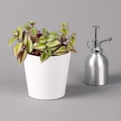 Dreimasterblume In Keramiktopf Weiß, Nach Verfügbarkeit, Topf-Ø 12 Cm, 2er-Set -LECHUZA || Wagner Verkaufsgeschäft 0220108389 0220108391 Tradescantia Mix in uebertopf Dallas weiss 12cmT 1 123816 1