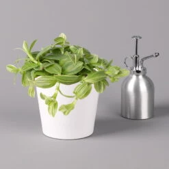 Dreimasterblume In Keramiktopf Weiß, Nach Verfügbarkeit, Topf-Ø 12 Cm, 2er-Set -LECHUZA || Wagner Verkaufsgeschäft 0220108389 0220108391 Tradescantia Mix in uebertopf Dallas weiss 12cmT 2 123815 1