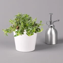 Dreimasterblume In Keramiktopf Weiß, Nach Verfügbarkeit, Topf-Ø 12 Cm, 2er-Set -LECHUZA || Wagner Verkaufsgeschäft 0220108389 0220108391 Tradescantia Mix in uebertopf Dallas weiss 12cmT 123817 1