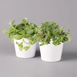 Dreimasterblume In Keramiktopf Weiß, Nach Verfügbarkeit, Topf-Ø 12 Cm, 2er-Set -LECHUZA || Wagner Verkaufsgeschäft 0220108389 Tradescantia Mix in uebertopf Dallas weiss 12cmT 2er Set1 123813