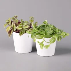 Dreimasterblume In Keramiktopf Weiß, Nach Verfügbarkeit, Topf-Ø 12 Cm, 2er-Set -LECHUZA || Wagner Verkaufsgeschäft 0220108389 Tradescantia Mix in uebertopf Dallas weiss 12cmT 2er Set 123814